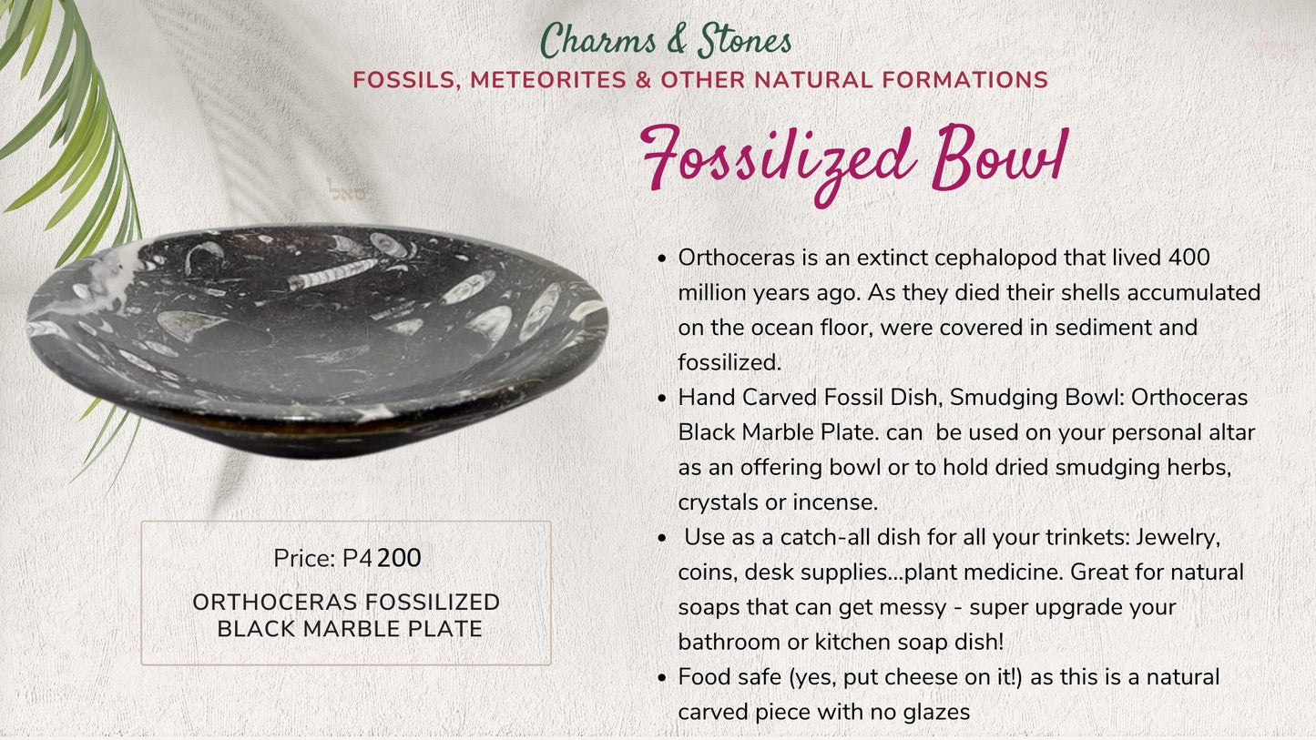 Fossilized Bowl (Orthocera Fossilized Black Marble Plate)