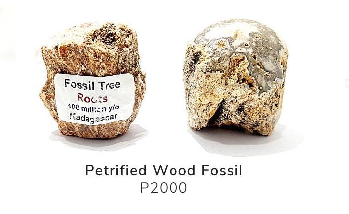 Petrified Woods (Fossil Tree Roots)